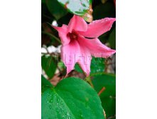 Clematis tangutica Duchess of Albany Клематис тангутский Датчес оф Албани 3 (сильная) 2 ltr &#8364; 6,57 492,58р..jpg