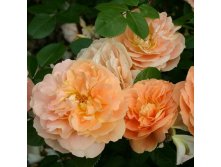 Rosa floribunda Schone Vom See.jpg