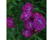 Rosa climbing Perennial Blue.jpg