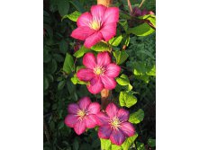 Clematis hybriden Nocturne Клематис гибридный Ноктюрн 2 (слабая) 2 ltr &#8364; 6,04 453,21р..jpg