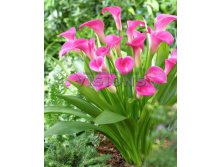 Calla Garnet GlowКалла Гарнет Глоу&#8364; 1,32 96,36 &#8381;.jpg