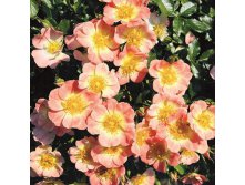 Rosa patio Bienenweide Apricot.jpg