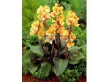 Canna Louis Cottin  &#8364; 0,84 61,32 &#8381;.jpg