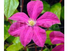 Clematis hybriden Kryspina Клематис гибридный Криспина 3 (сильная) 2 ltr &#8364; 6,04 453,21р..jpg