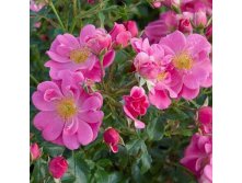 Rosa patio Bienenweide Pink.jpg