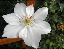Clematis hybriden Jerzy Popieluszko Клематис гибридный Ежи Попелушко 2 (слабая) 2 ltr &#8364; 6,04 453,21р..jpg