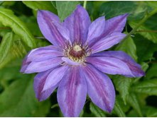 Clematis hybriden Mikolaj Kopernik Клематис гибридный Микола Коперник 2 (слабая) 2 ltr &#8364; 6,04 453,21р..jpg