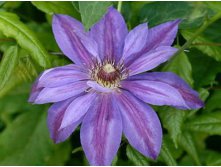 Clematis hybriden Mikolaj Kopernik     2 () 2 ltr &#8364; 6,04 453,21..jpg