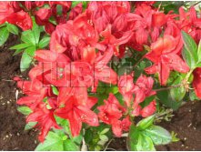 Azalea knap hill Nabucco  -  -22C 15 ltr 70-90 &#8364; 40,06 3 004,47..jpg