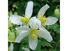 Clematis tangutica Anita Клематис тангутский Анита 3 (сильная) 2 ltr &#8364; 6,04 453,21р..jpg