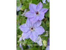 Clematis hybriden Skyfall Клематис гибридный Скайфолл 3 (сильная) 2 ltr &#8364; 6,57 492,58р..jpg