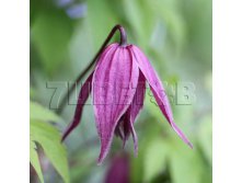 Clematis alpina Columella Клематис альпийский Колумелла 1 (без обрезки) 2 ltr &#8364; 6,04 453,21р..jpg