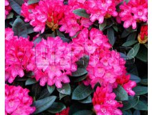 Rhododendron yakushimanum Sneezy    -22C 5 ltr 20-25 &#8364; 16,37 1 228,05..jpg