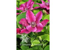 Clematis hybriden Benikomachi Клематис гибридный Беникомачи 2 (слабая) 2 ltr &#8364; 6,04 453,21р..jpg