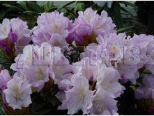 Rhododendron yakushimanum Hoppy    -23C 5 ltr 20-25 &#8364; 16,37 1 228,05..jpg