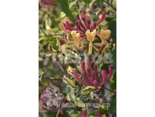 Lonicera periclymenum Harlequin    2 ltr &#8364; 6,66 499,33..jpg