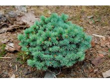 165,9.  Picea pungens Sonia_P10.5.jpg