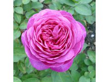 Rosa miniature Heidi Klum Rose.jpg