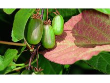 Actinidia kolomikta Adam    2 ltr &#8364; 5,91 443,08..jpg