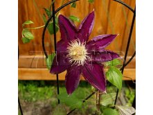 Clematis hybriden Mazowsze Клематис гибридный Мазовше 3 (сильная) 2 ltr &#8364; 6,04 453,21р..jpg