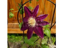 Clematis hybriden Mazowsze    3 () 2 ltr &#8364; 6,04 453,21..jpg