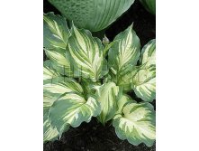 Hosta Lakeside Paisley Print Хоста Лейксайд Пейсли Принт &#8364; 1,96 143,08руб..jpg