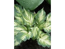 Hosta Lakeside Paisley Print     &#8364; 1,96 143,08..jpg