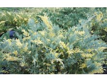 105,7.  Juniperus x pfitzeriana Blue and Gold.jpg