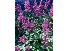 Rodgersia pinnata Superba Роджерсия перистая Суперба &#8364; 1,44 105,12руб..jpg