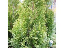 97,2.  Thuja occidentalis White Smaragd_P10.5.jpg