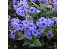 Pulmonaria Blue Ensign Медуница Блю Энсинг &#8364; 1,09 79,57руб..jpg