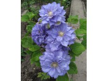 Clematis hybriden Beauty of Worcester Клематис гибридный Бьюти оф Уорчестер 2 (слабая) 2 ltr &#8364; 6,57 492,58р..jpg