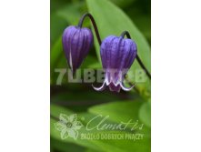Clematis viorna Sophie Клематис лесной София 3 (сильная) 2 ltr &#8364; 9,27 695,08р..jpg