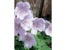 Geranium himalayense Derrick Cook Герань гималайская Деррик Кук &#8364; 1,09 79,57руб..jpg