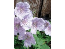 Geranium himalayense Derrick Cook     &#8364; 1,09 79,57..jpg