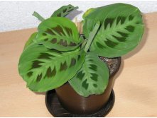  (Maranta Kerchoveana