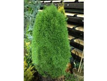 123,6.  Thuja occidentalis Green Egg_P9 15-20.jpg