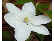 Clematis hybriden Izydor Клематис гибридный Изадор 2 (слабая) 2 ltr &#8364; 6,04 453,21р..jpg
