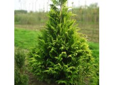 84,6.  Chamaecyparis lawsoniana Golden Wonder_P9 20-25.jpg