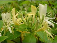 Lonicera japonica Halliana    2 ltr &#8364; 4,95 371,08..jpg