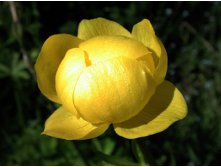 Trollius europaeus Superbus    &#8364; 0,94 68,62..jpg