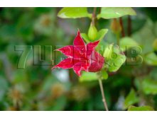 Clematis tangutica Sir Trevor Lawrence Клематис тангутский Сэр Тревор Лоуренс 3 (сильная) 2 ltr &#8364; 6,57 492,58р..jpg