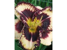 Hemerocallis Moussaka   &#8364; 2,30 167,90..jpg