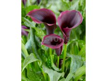 Zantedeschia Captain Palermo.jpg