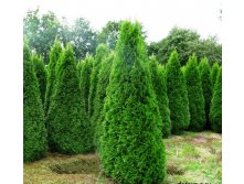  Thuja occ. Smaragd P19/C3 (80-100 CM)-6,76