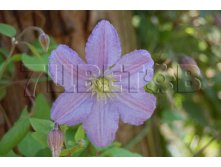 Clematis viticella Prince Charles Клематис фиолетовый Принц Чарльз 3 (сильная) 2 ltr &#8364; 6,04 453,21р..jpg