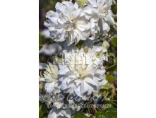 Clematis hybriden Maria Sklodowska-Curie Клематис гибридный Мария Склодовска-Кюри 2 (слабая) 2 ltr &#8364; 8,07 605,08р..jpg