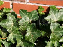 Hedera helix Woerner    2 ltr &#8364; 4,24 318,21..jpg