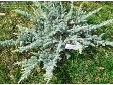 102,5.  Juniperus conferta Silver Mist.jpg