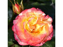 Rosa miniature Tropical Clementine.jpg